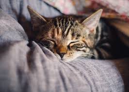 This means they are more awake and active at dawn and at dusk. Cat Snoring Reasons And Treatment Options Vet Advice