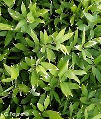 Image result for Shibataea kumasasa