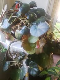 Image result for Begonia eminii