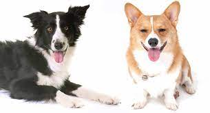 A corgi dachshund mix has minimal shedding. Border Collie Corgi Mix Two Very Different Breeds Combined The Happy Puppy Site