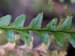 Image result for Lellingeria