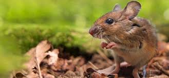 Involves the use of creatures from the agricultural ecosystem to get rid of termites and most pests in general, you can either practice do it yourself tips or utilize the help of pest control professionals. Myth Busting Diy Rodent Control