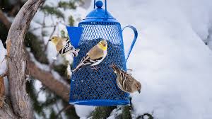Causes of salmonella in birds. Usu Extension Steps To Limit Salmonella Outbreak From Bird Feeders