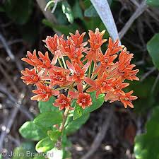 There are trees, ferns, ground covers nothing says sunshine state like a yellow flower! Native Trees And Plants You Will See Nearly Everywhere In Florida