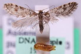 Last updated september 14, 2019. Bold Systems Taxonomy Browser Bankesia Conspurcatella Species