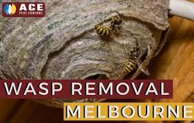 Check spelling or type a new query. Wasp Control Melbourne Local Wasp Nest Removal Affordable Service