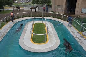 Pictured Editor Selections From Latin America Dream Horse Barns Horse Barn Designs Horse Barns