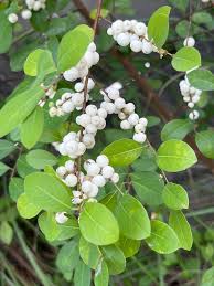 Image result for Flueggea