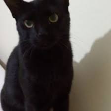 Ruyada Kara Kedi Yavrusu Gormek Ne Anlama Gelir Neye Isarettir Ruya Tabirleri
