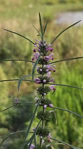 Image result for Leonurus japonicus