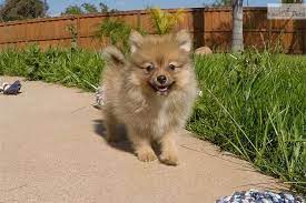 Kennel hounds, dogs and all kinds of cats Bentley Pomeranian Puppy For Sale Near San Diego California 67a8c87a C061