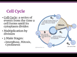 Cellular Reproduction Ppt Download