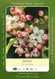 Bach Flower Remedy Holly Florais De Bach Flores Cartoes De Flores
