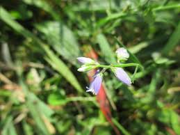 Image result for Polygala ohlendorfiana