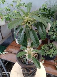 Image result for Dorstenia cuspidata