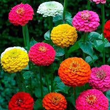 Need some help growing your garden? Fastest Growing Flower Seeds For Science Project Flowersandflowerthings
