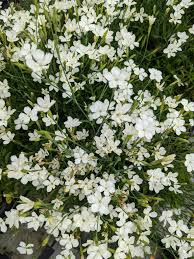 Image result for Cardamine maxima