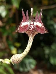 Image result for Ceropegia cimiciodora