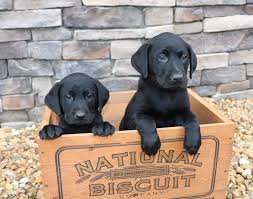 Check spelling or type a new query. We Still Have 2 Black Male British Labs Available They Are Ready To Go Home March 28 2018 Labrador Retriever Labrador Puppy Labrador Puppies For Sale