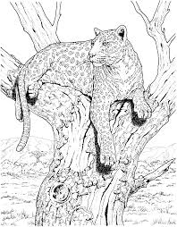 This leopards coloring page shows a leopard that seems so relaxed while it is lying on the ground. Leopard 17 Gif 2129 2724 Super Coloring Pages Animal Coloring Books Cat Coloring Page