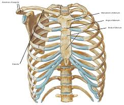 Several muscles that move the arms, head, and neck have their origins on the sternum. Parts Of The Chest Bones For Many The Chest Is Made Up Of A Single Rigid Bone Called The Sternum