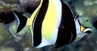 Moorish Idol Fish Gill In Finding Nemo
