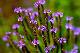 Good fall color even in warmer climates. 20 Gorgeous Purple Perennials Photos Garden Lovers Club