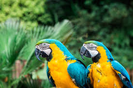 Colombia creates the world's largest tropical rainforest national ...