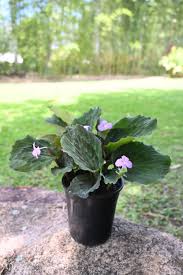 Image result for Kaempferia