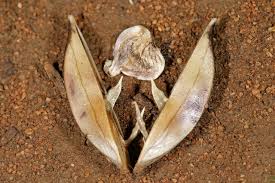 Image result for Barleria macrostegia