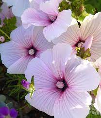Pin On Indoor Flowering Plants