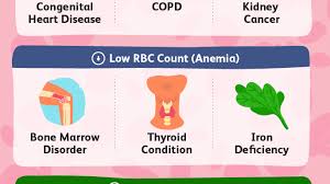 Understanding The Red Blood Cell Rbc Count