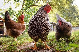 In communities that outlaw raising chickens, poultry activists are joining together to challenge the laws. So You Re Thinking Of Keeping Chickens Tips For Finding The Perfect Flock Food The Austin Chronicle