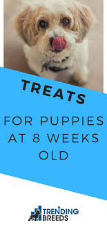 Our Favorite Treats For Puppies At 8 Weeks Old Puppies Best Puppies Puppy Schedule