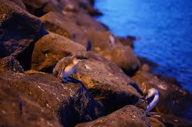 The little penguin who lives in melbourne (eudyptula minor) is the. Hd Wallpaper Two Penguins On Rock Bird Animal Melbourne Australia St Kilda Pier Wallpaper Flare