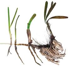 Image result for Thalassia hemprichii