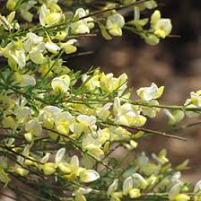 Image result for Cyperus ajax