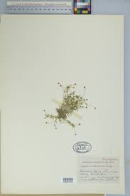 Image result for Sagina abyssinica