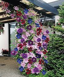 Growing clematis add lots of color in many different sizes, that fits any garden. Amazon Com Clematis Mixed Colors 20seeds Wonderful Large Blooms 20 Perennial Vine Seeds Garden Outdoor