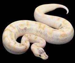 Pastel Pumpkin Champagne Snake Lovers Snake Breeds Pretty Snakes