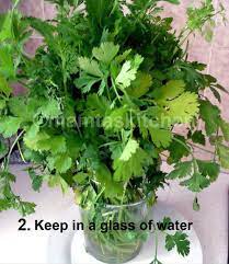 Mamta S Kitchen How To Preserve Coriander Cilantro Leaves