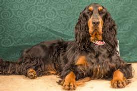 Welcome to our website where we celebrate the wonderful gordon setter breed! Gordon Setter Dog Breed Information And Pictures