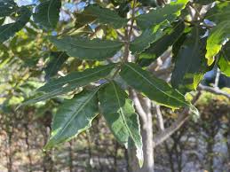 Image result for Harpephyllum afrum