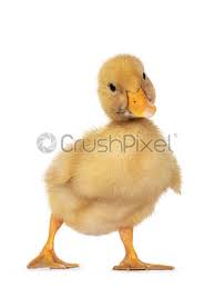 Pekin duck is also known by some other names, such as the american pekin duck or long island duck. Three Day Old Peking Duck Chick On White Background Stock Photo Crushpixel
