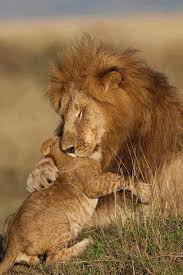 Pure Love 3 Bantrophyhunting Animals Beautiful Animals Animals Wild