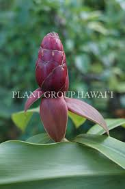 Image result for Costus