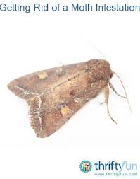Getting Rid Of A Moth Infestation Infestations Moth Getting Rid Of Moths