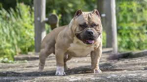 Defining what the american bully is today is not easy since the breed was founded 20 years ago. American Bully Ebkc European Bully Kennel Club
