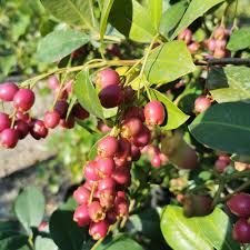 Image result for Eugenia uniflora