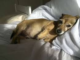 There are only three permitted color combinations: Vegan Mother And 2 Little School Girls And A Mini Fox Terrier In Central Auckland Need Help Cleaning Their Big House Nz